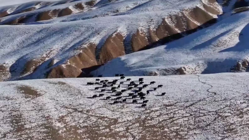 Manada de más de 100 yaks salvajes avistada en Gansu video poster