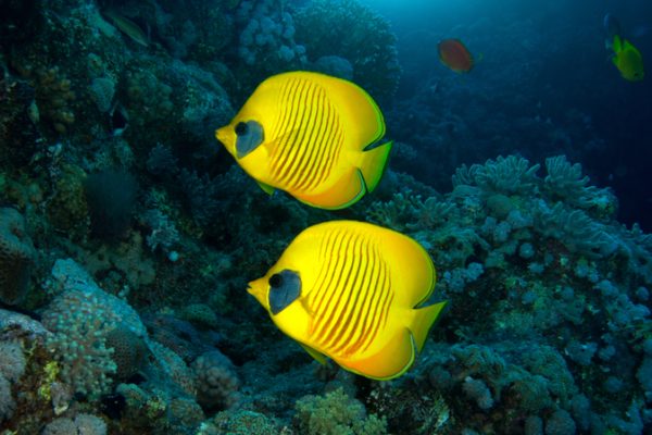 Arrecifes_de_coral_marcan_el_ritmo_diario_de_microbios