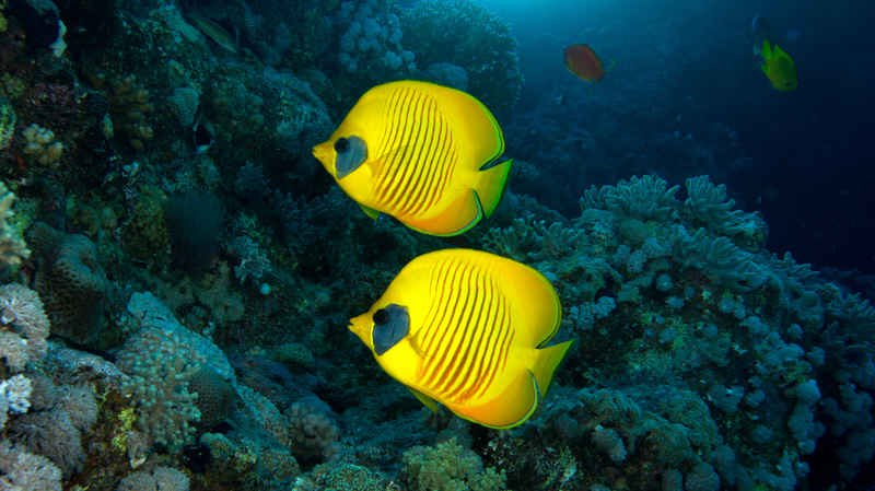 Arrecifes_de_coral_marcan_el_ritmo_diario_de_microbios