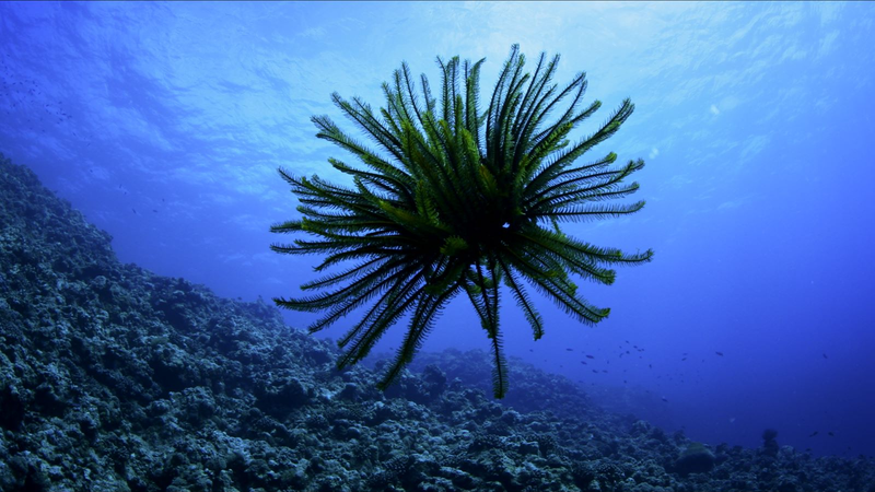 Bajo_las_olas__descubre_al_lirio_de_mar_en_el_Mar_de_China_Meridional video poster