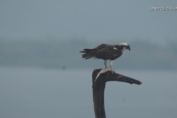 Monitoreo inteligente revoluciona la protección de aves migratorias en Zhejiang video poster