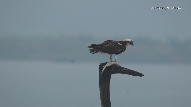 Monitoreo inteligente revoluciona la protección de aves migratorias en Zhejiang video poster
