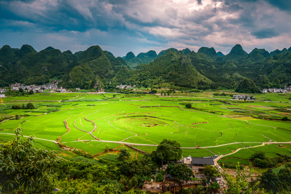 Descubren nueva planta con aroma a limón en Guizhou
