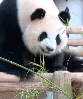 Chen_Xing_y_Xiao_Yue__los_pandas_gigantes_que_conquistan_Malasia video poster