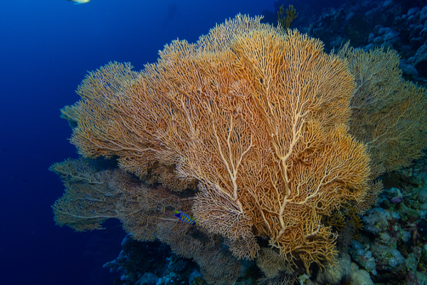 China_propone_a_Xiamen_sede_del_Tratado_de_Alta_Mar