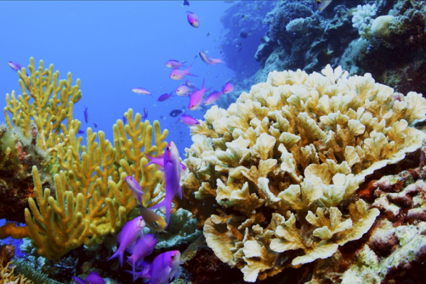 Colonias_de_coral__Ep__4_de__Amazing_Sansha_ video poster