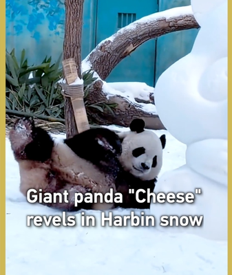 El_panda__Cheese__se_divierte_en_la_nieve_de_Harbin video poster