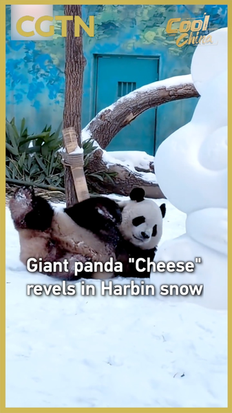 El_panda__Cheese__se_divierte_en_la_nieve_de_Harbin video poster