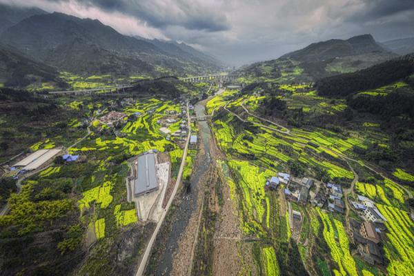 Flores_de_colza_pintan_de_primavera_el_invierno_en_Sichuan video poster