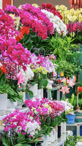 Explosión de ventas en el mercado de flores de Xinjiang por el Festival de Primavera
