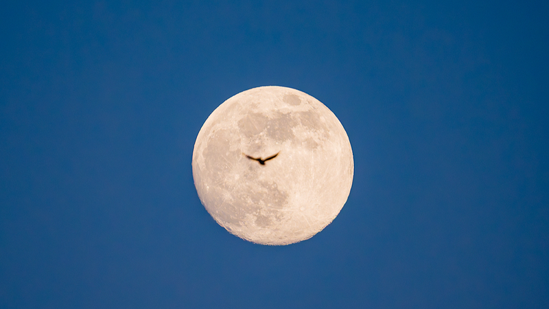 Noche cósmica: superluna y lluvia de estrellas Cuadrántidas