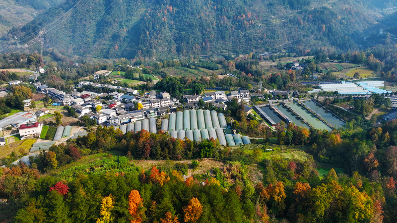 La industria impulsa la revitalización rural en China