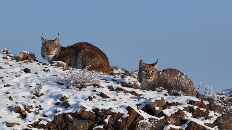 Primera foto de lince euroasiático en Karamay, Xinjiang video poster