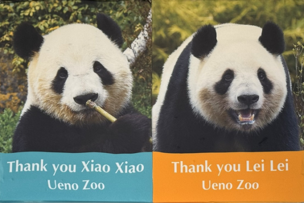 Los_pandas_gemelos_de_Ueno_Zoo_regresan_a_China