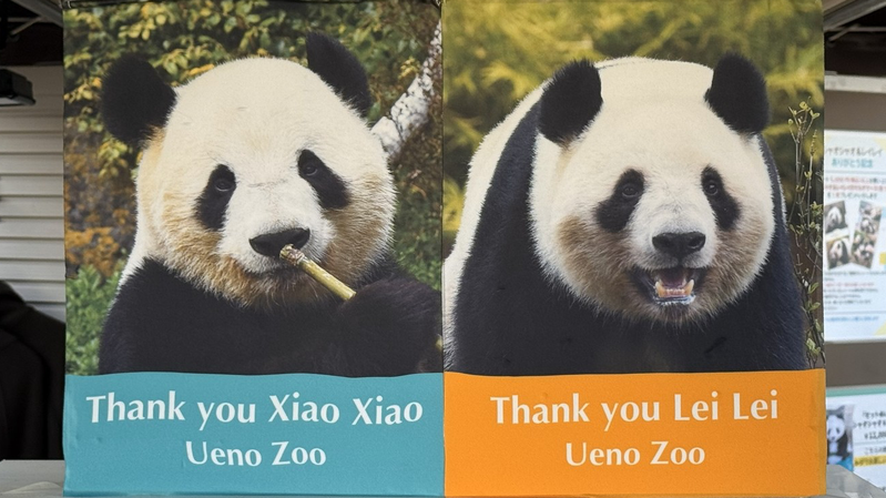 Los_pandas_gemelos_de_Ueno_Zoo_regresan_a_China