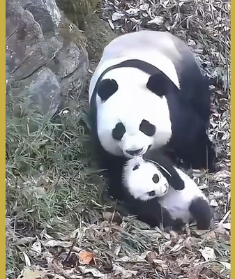 Maternidad_panda_en_Pingwu__adorables_escenas_de_un_nuevo_cachorro video poster
