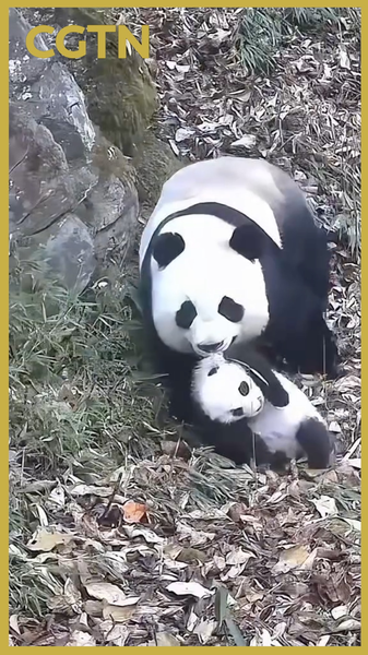 Maternidad_panda_en_Pingwu__adorables_escenas_de_un_nuevo_cachorro video poster