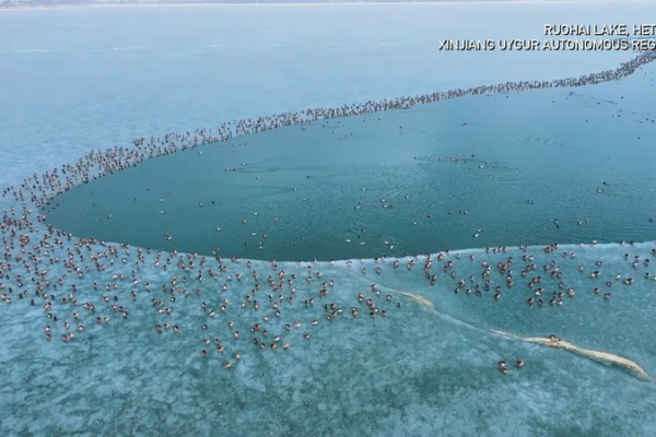 Miles_de_aves_migratorias_se_refugian_en_el_lago_helado_de_Xinjiang video poster