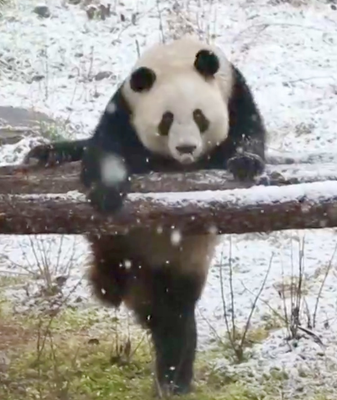 Pandas_gigantes_mellizos_se_divierten_en_la_nieve_de_Xi_an video poster