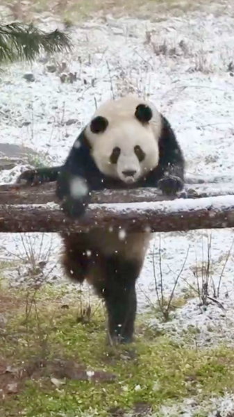 Pandas_gigantes_mellizos_se_divierten_en_la_nieve_de_Xi_an video poster