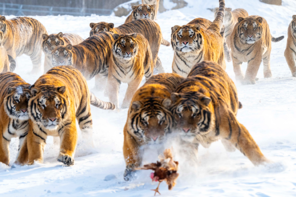 Parque de Tigres Siberianos de Heilongjiang vive un boom turístico con la nieve