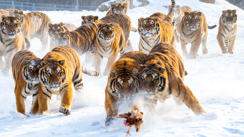 Parque de Tigres Siberianos de Heilongjiang vive un boom turístico con la nieve