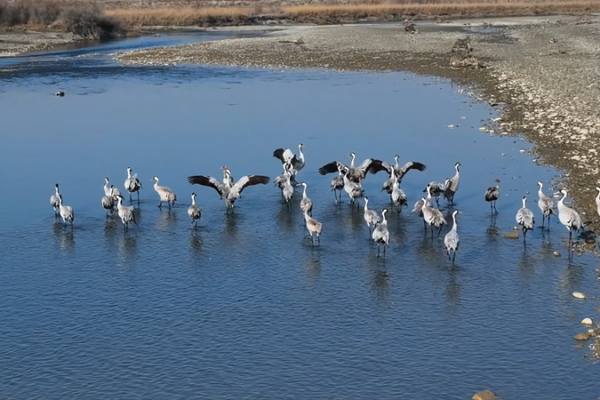 Más de 30,000 aves migratorias transforman Baicheng en un paraíso invernal video poster