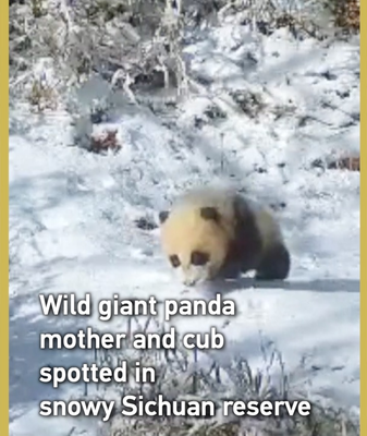 Ternura en la nieve: mamá panda y cría pasean en Sichuan video poster