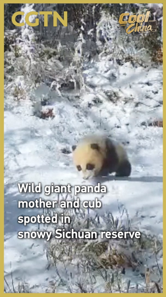 Ternura en la nieve: mamá panda y cría pasean en Sichuan video poster