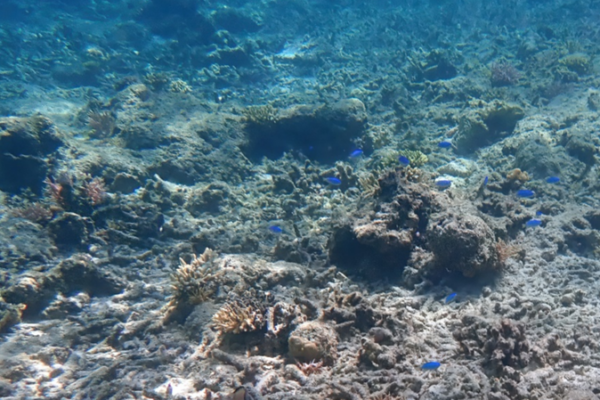 Océanos alcanzan nivel de calor récord en 2025