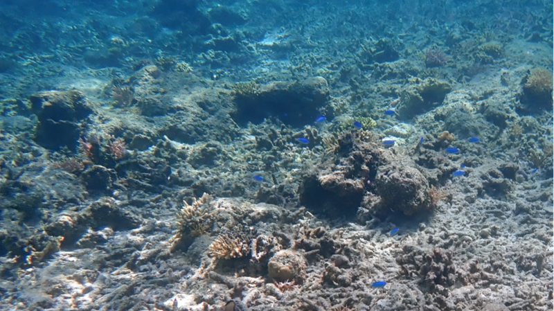 Océanos alcanzan nivel de calor récord en 2025