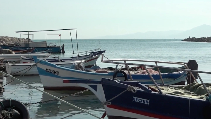 Pesca ilegal en Túnez pone en riesgo al gran tiburón blanco video poster
