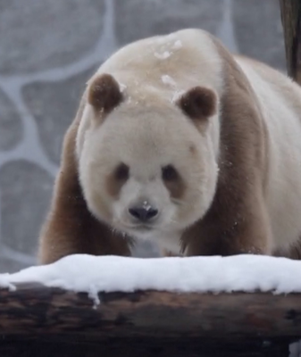 Qi Zai, el único panda gigante marrón, se divierte en la nieve video poster