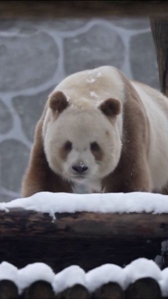 Qi Zai, el único panda gigante marrón, se divierte en la nieve video poster