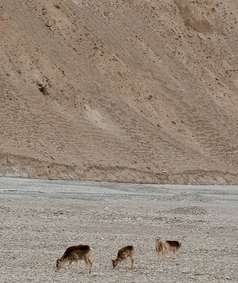Espectáculo salvaje: carneros argali en la meseta de Pamir video poster