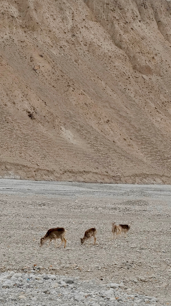 Espectáculo salvaje: carneros argali en la meseta de Pamir video poster