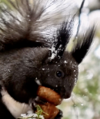 Xiao_Han__la_calma_helada_que_anuncia_la_primavera video poster