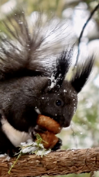 Xiao_Han__la_calma_helada_que_anuncia_la_primavera video poster